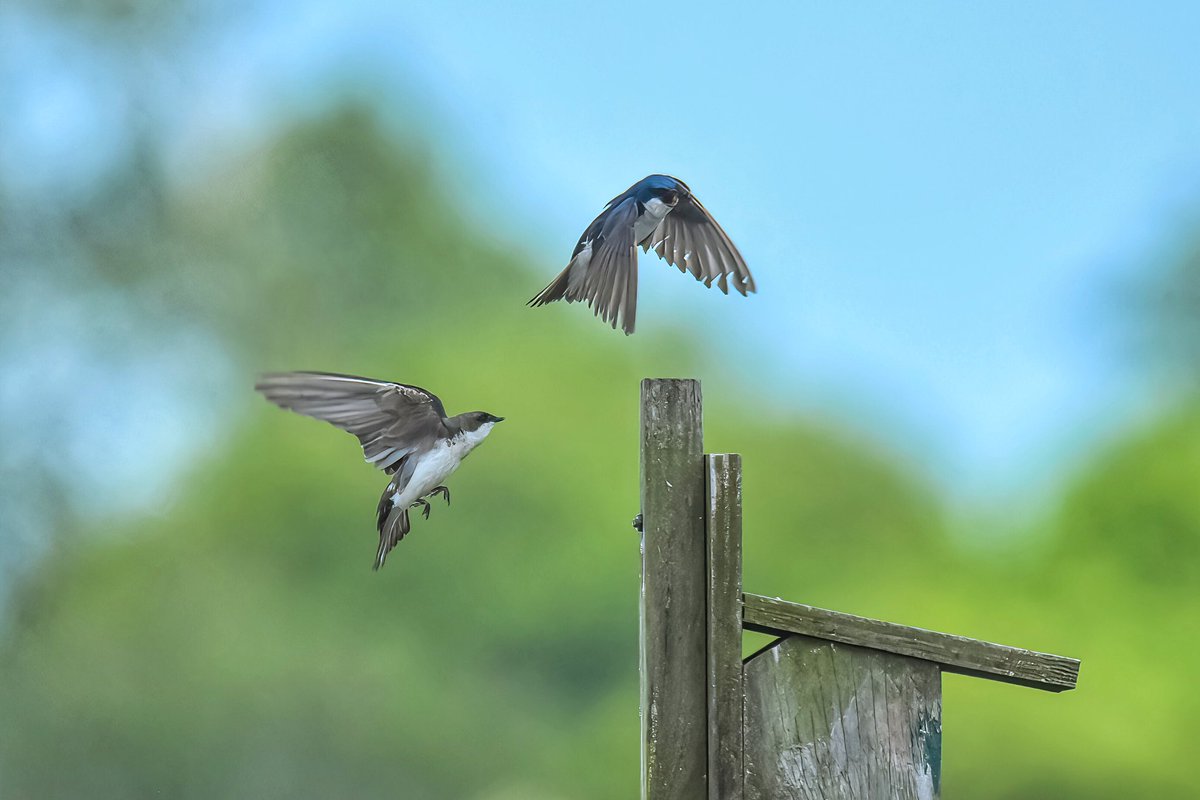gigi_nyc's tweet image. Some tree swallow action at Lido Beach Passive Nature Area #treeswallow #birdwatching