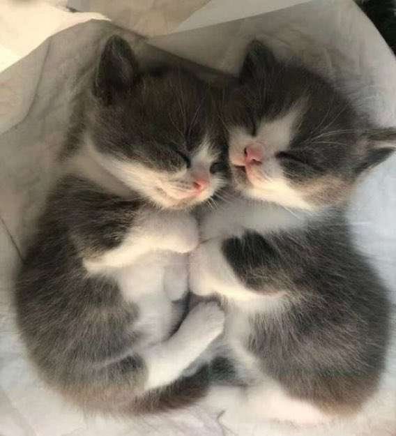 Why you should have a cat tweet media