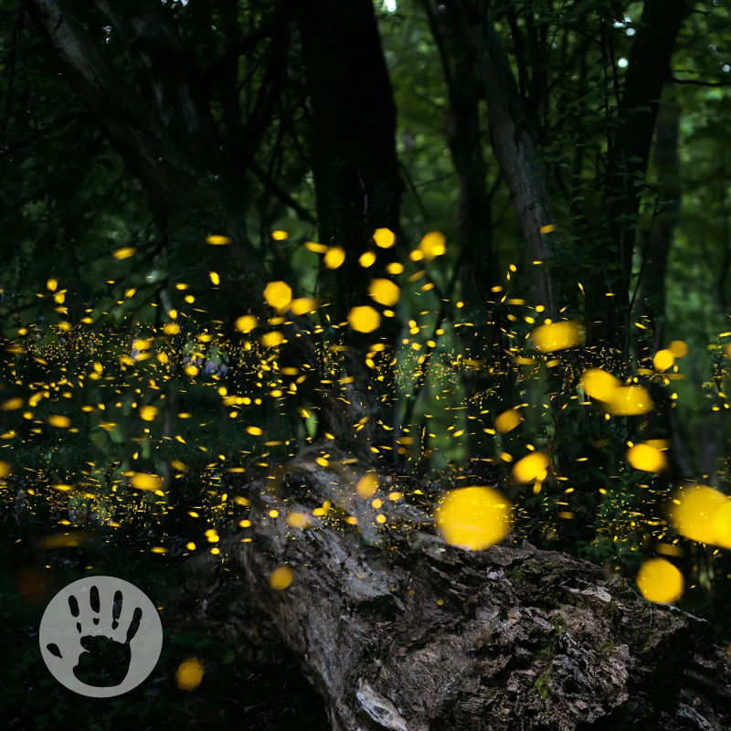 Are humanists guilty of worshipping the created, rather than the creator? We attempt an answer to a listener question on this week's episode of my podcast, via fireflies! Listen anytime at HumanizeMePodcast.com, or your favorite player.