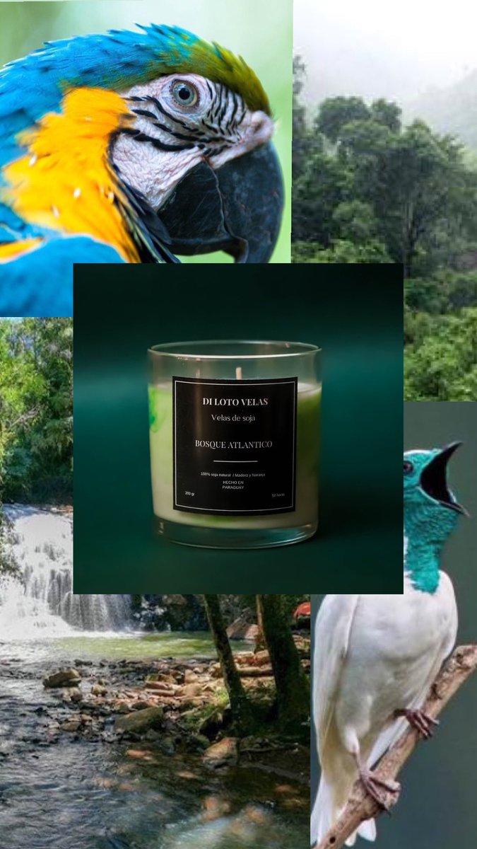 nicoleerecalde's tweet photo. Vengo a presumir mi nueva colección de velas “Tierra adentro” inspirada en lugres del Paraguay ♥️🕯️ https://t.co/E1IPRX6kU0