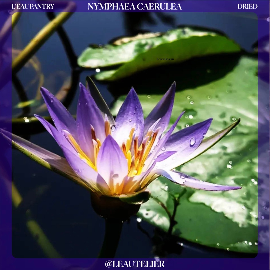leautelier's tweet photo. Nymphaea Caerulea, also known as the Blue Lotus has been revered across cultures for its spiritual and medicinal properties from ancient Egypt to today.

Use for tea, baths, and facial oils

 #nymphacaerulea #bluelotus #medicinalplants #waterlily https://t.co/mWzjdoq3ro