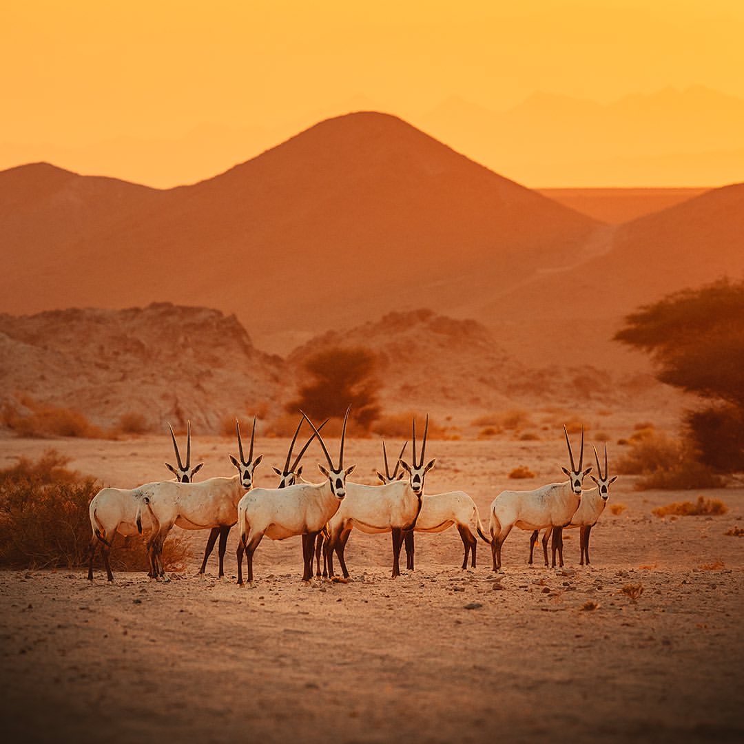 TheSaudiGate's tweet photo. NEOM when nature is truly breathtaking ๐ซ
#TheSaudiGate #NEOM https://t.co/aE1KuNLNlD