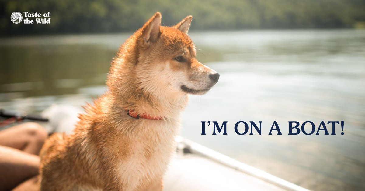 Boating season is here! 🚤 Read our blog for tips on how to take your pet with you and keep them safe. totw.pet/pet-boating-sa…