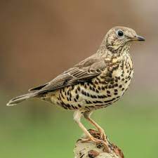 La loi sur la restauration de la #nature échappe au billot, les Etats pourraient venir à la rescousse #biodiversité #planète lesoir.be/519765/article…