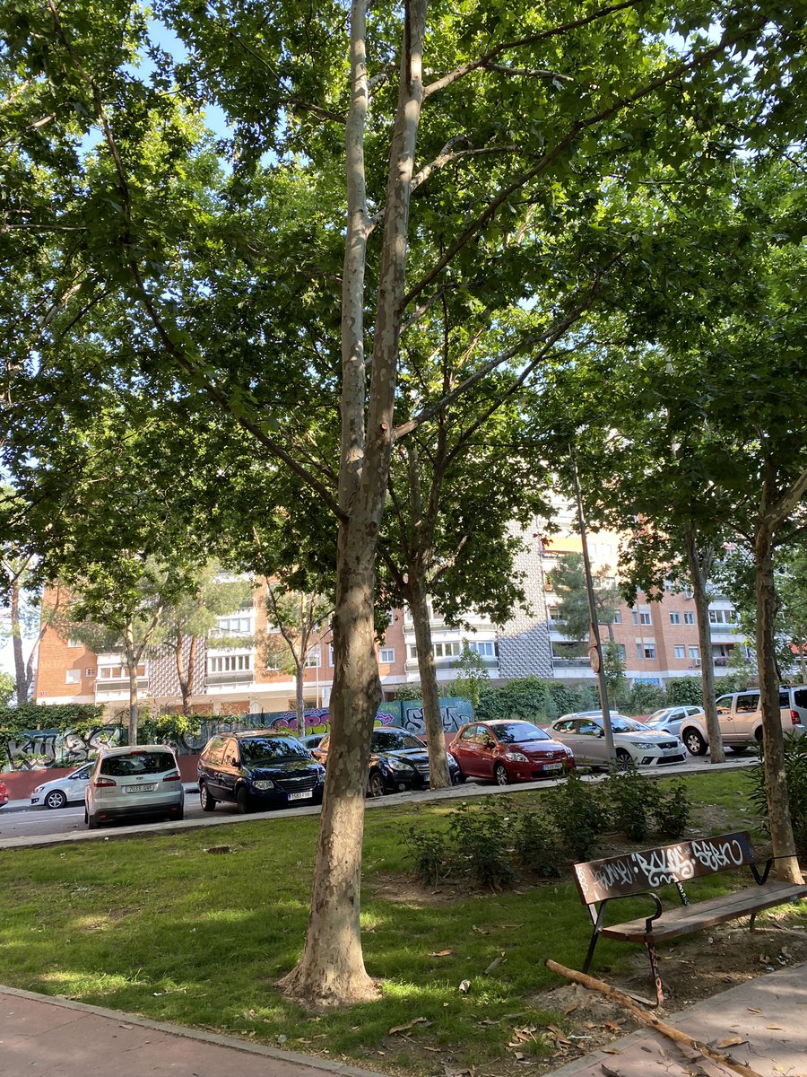 juanlrd's tweet photo. Se ha caído una rama en el Parque Caleruega Arte de niños. Por favor @MADRID hay que revisar el parque vienen muchos niños aquí 

Parque Caleruega Arte
https://t.co/pwrRHKlotw https://t.co/v0xQigxtEX