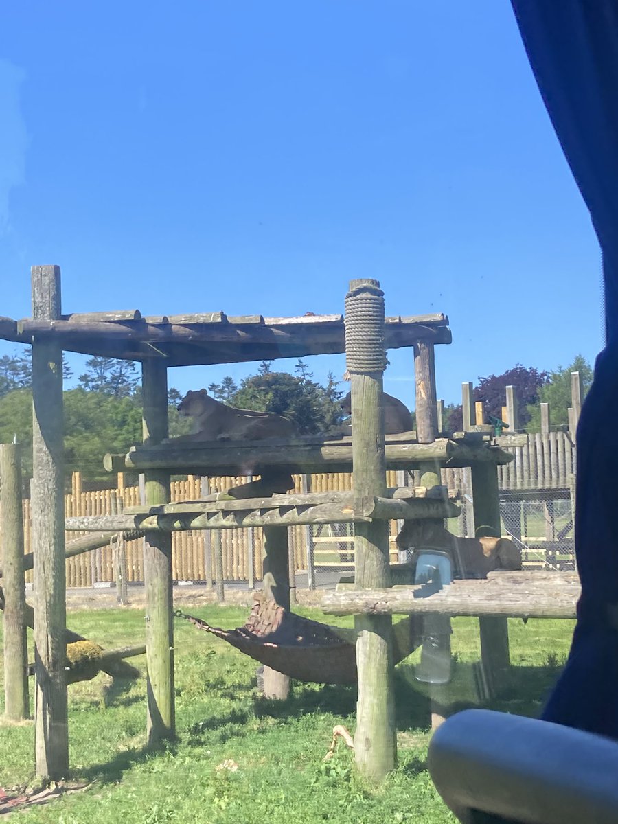 P7BWPS's tweet photo. What a great day we all had at @BlairDrummondSP! 🐯🦁🐘 https://t.co/O4OPgFJDKG