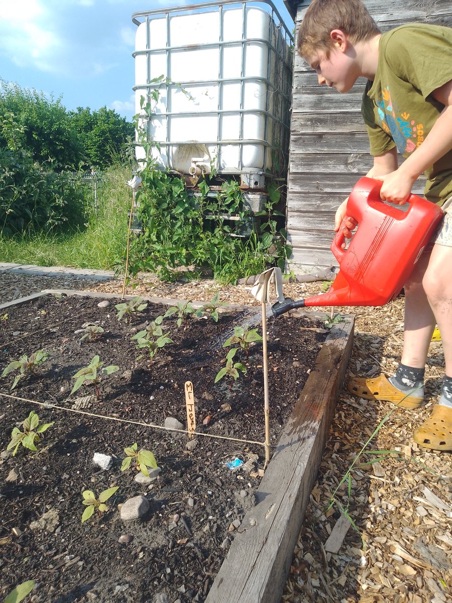 Watering our <a href="/gardenorganicuk/">Garden Organic</a> amaranth plants which we're growing on our #allotment as part of a project looking at crops for a changing #climate 🌱🌱🌱