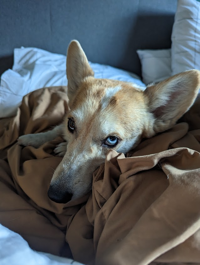 ElBadiablo's tweet photo. 3 sigilos, 3 corgis adoptados. Me rehúso a vivir en una realidad mundana en donde no creyera en la magia. 
Welcome home you magnificent Ziggy Stardog. 
Be weird. https://t.co/RYjQVvftDg