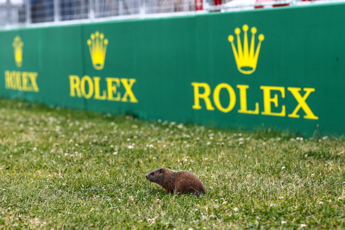 its not the Canadian GP until we see a groundhog out on track