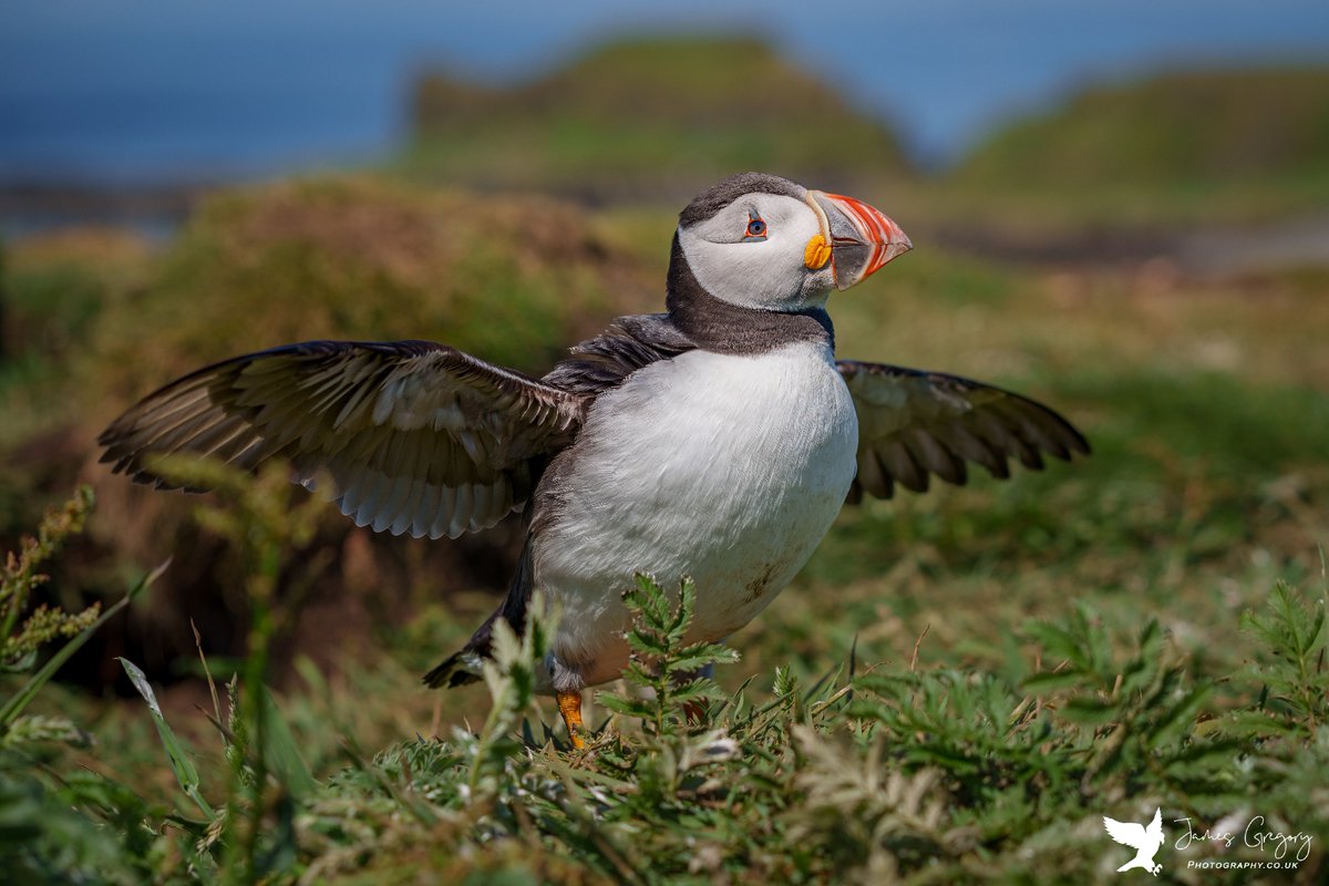 Can’t help but love #Puffins
(Treshnish Isles, Scotland)

#BirdsSeenIn2023
#thebritishwildlife
#TwitterNatureCommunity
@Natures_Voice