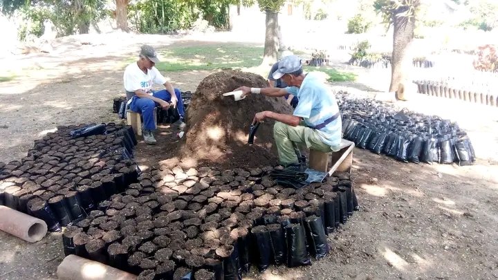 acebo_lester's tweet photo. Los trabajadores del vivero de #Yara #ProvinciaGranma continúan en el llenado de bolsita de nailon después de las intensas lluvias para seguir fortaleciendo la siembra de plantas ornamentales. https://t.co/kfqRBujY3f