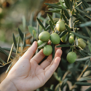 We import limited quantity, Gold Medal Winning, 'BIOL XXVI International Prize 2021'. We provide certified Organic Extra Virgin Olive Oil produced from Mono Cultivar 'CORATINA OLIVES' - Watch the video to know the health benefits of High Phenolic EVOO. vimeo.com/679263972/fcd2…