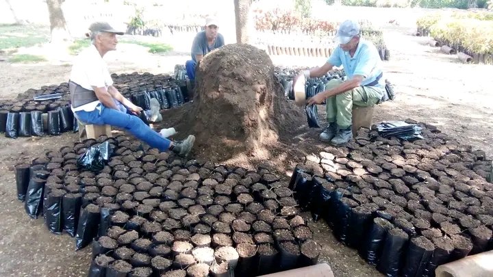 acebo_lester's tweet photo. Los trabajadores del vivero de #Yara #ProvinciaGranma continúan en el llenado de bolsita de nailon después de las intensas lluvias para seguir fortaleciendo la siembra de plantas ornamentales. https://t.co/kfqRBujY3f