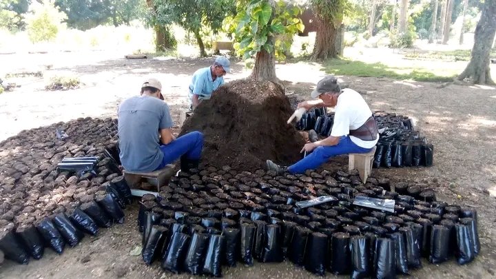 acebo_lester's tweet photo. Los trabajadores del vivero de #Yara #ProvinciaGranma continúan en el llenado de bolsita de nailon después de las intensas lluvias para seguir fortaleciendo la siembra de plantas ornamentales. https://t.co/kfqRBujY3f