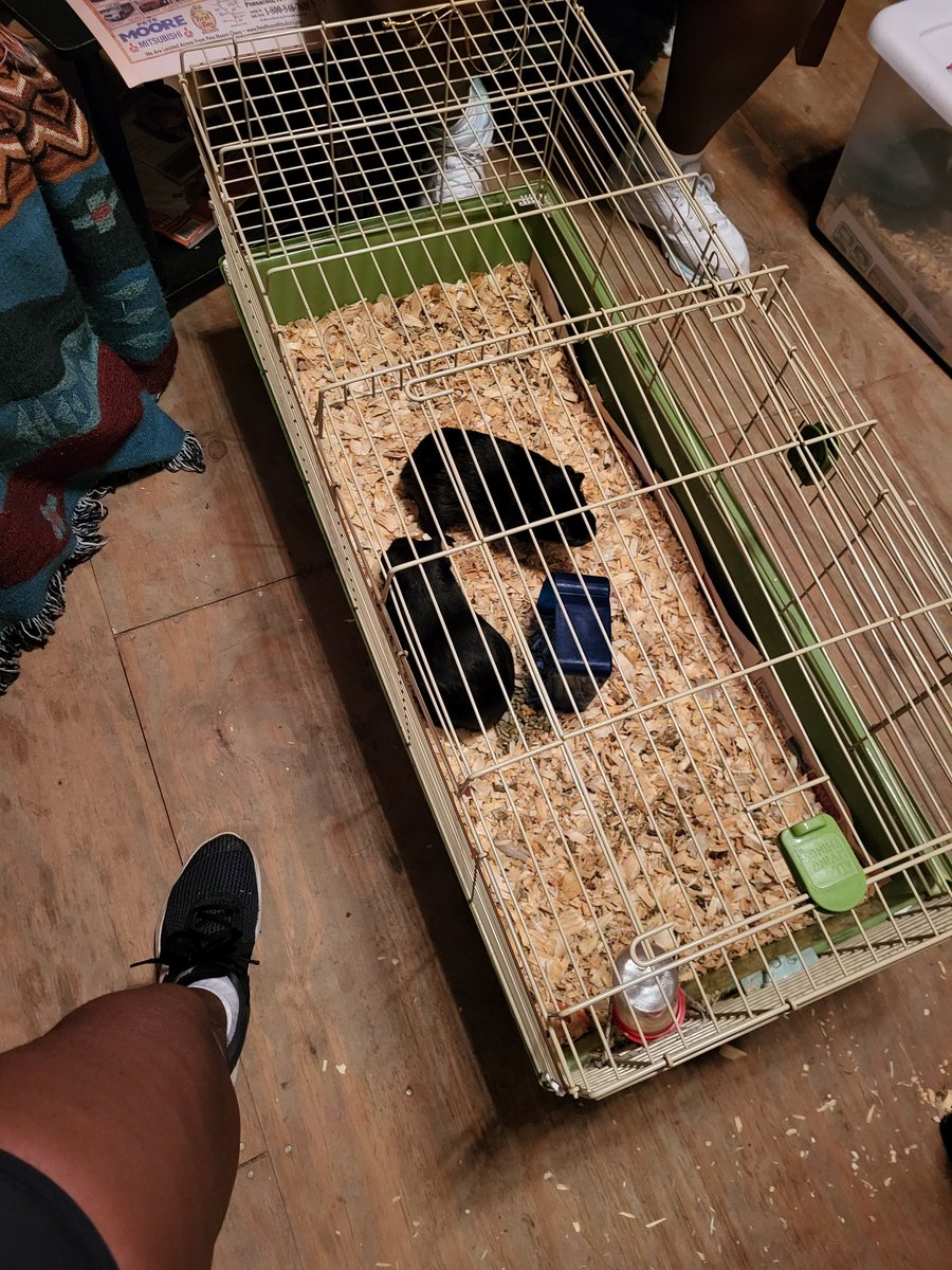 jchanandprince's tweet photo. So here are their current cage conditions. The quote tweet has all the info. And my main priority is getting money to take Flapjack to the vet will work toward other stuff later. I want to make sure they are ok. 
#guineapigs #RESCUE #needdonation #donations #rehoming #wonderpiggy https://t.co/KS9nUoVukG