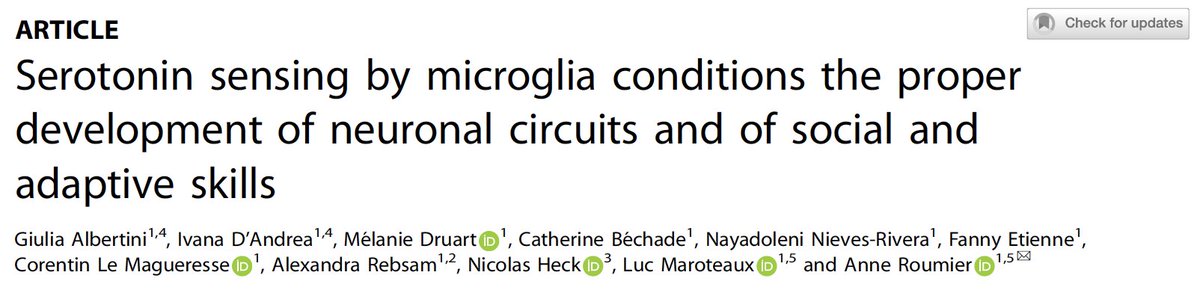 anne_roumier's tweet photo. 😊Happy to share our latest #research on #microglia and #serotonin in #neurodevelopment, #sociability and #flexibility published with @SpringerNature in @molpsychiatry 
👏and 🫶 to @GiuliaAlbertini, Ivana D'Andrea and all co-authors. 🔥Read more here https://t.co/OMUYl2jKfx !!! https://t.co/DRhEdWoQDt