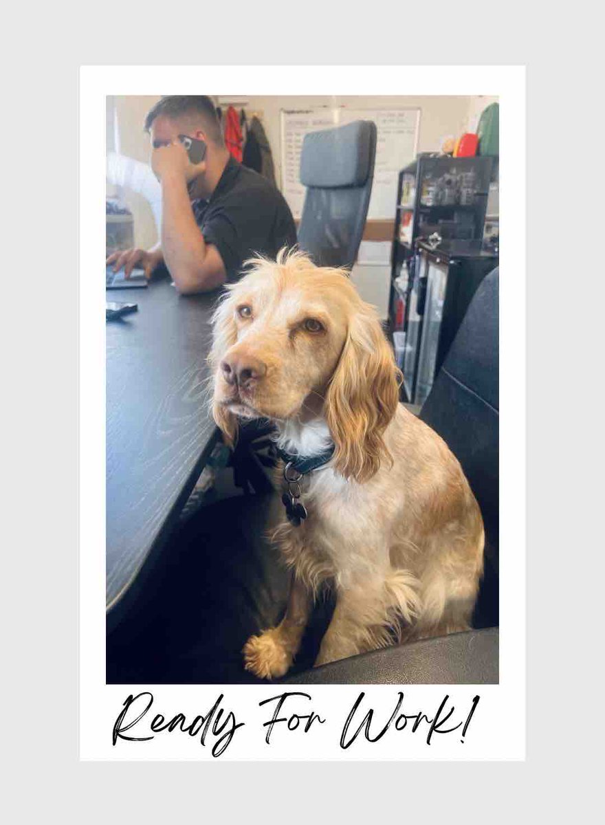 Our office dog Milo now has his very own chair! 

He likes to help Lauren with any enquires and emails that come in throughout the day.

#eventhire #events #nationwide #nationwideeventhire #officedogs #officedog