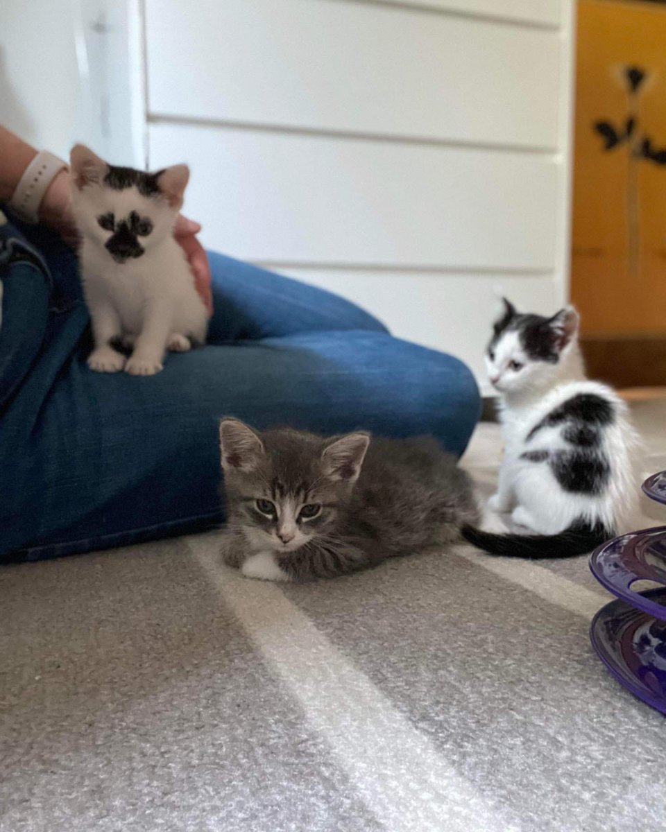 Meet the Star Trek litter: Riker, Picard, and Troi! ⭐️🛸

#StarTrek #Kittens #RescueCats #Cats #AdootDontShop