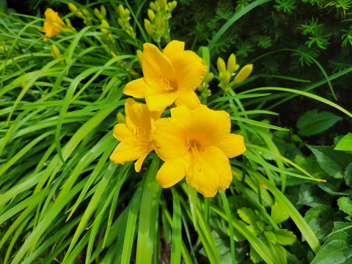 MariaNews10's tweet image. More June #bloom #NaturePhotography #Flowers