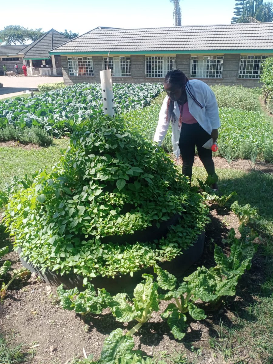 VJeridah's tweet photo. Empowering change from the ground up!A dedicated intern of @GCSAYN from Egerton university leads the way in climate smart agriculture practices at Kenya School of Agriculture, Nakuru, cultivating a greener tomorrow🌱💚.@ntiokam @DENNISODERO16 ,@Antoinett2002 ,@susan_chizi https://t.co/CVic6se3vY