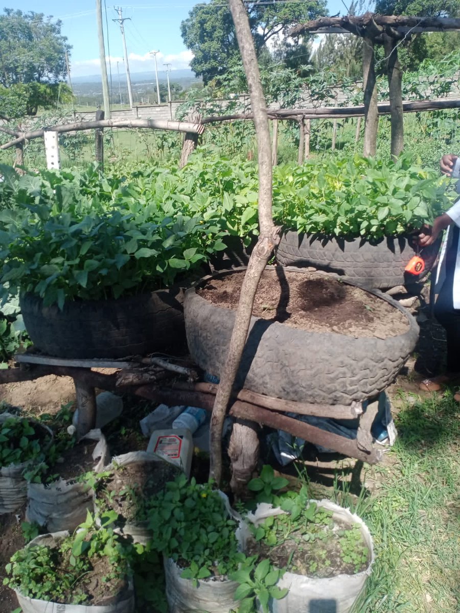 VJeridah's tweet photo. Empowering change from the ground up!A dedicated intern of @GCSAYN from Egerton university leads the way in climate smart agriculture practices at Kenya School of Agriculture, Nakuru, cultivating a greener tomorrow🌱💚.@ntiokam @DENNISODERO16 ,@Antoinett2002 ,@susan_chizi https://t.co/CVic6se3vY