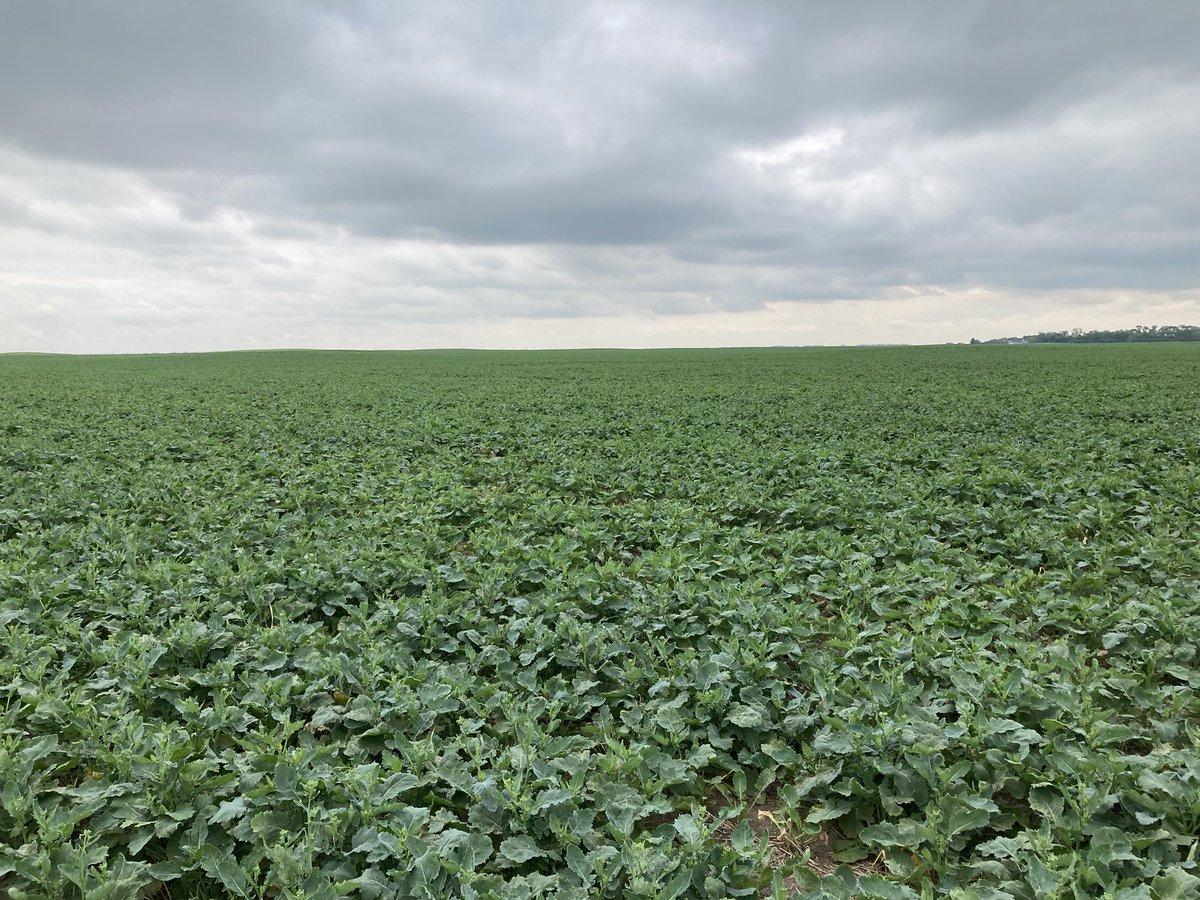 It’s pretty impressive what a little bit of heat and water can do to a Canola crop. June 15th and the canola is bolting! #InVigor
