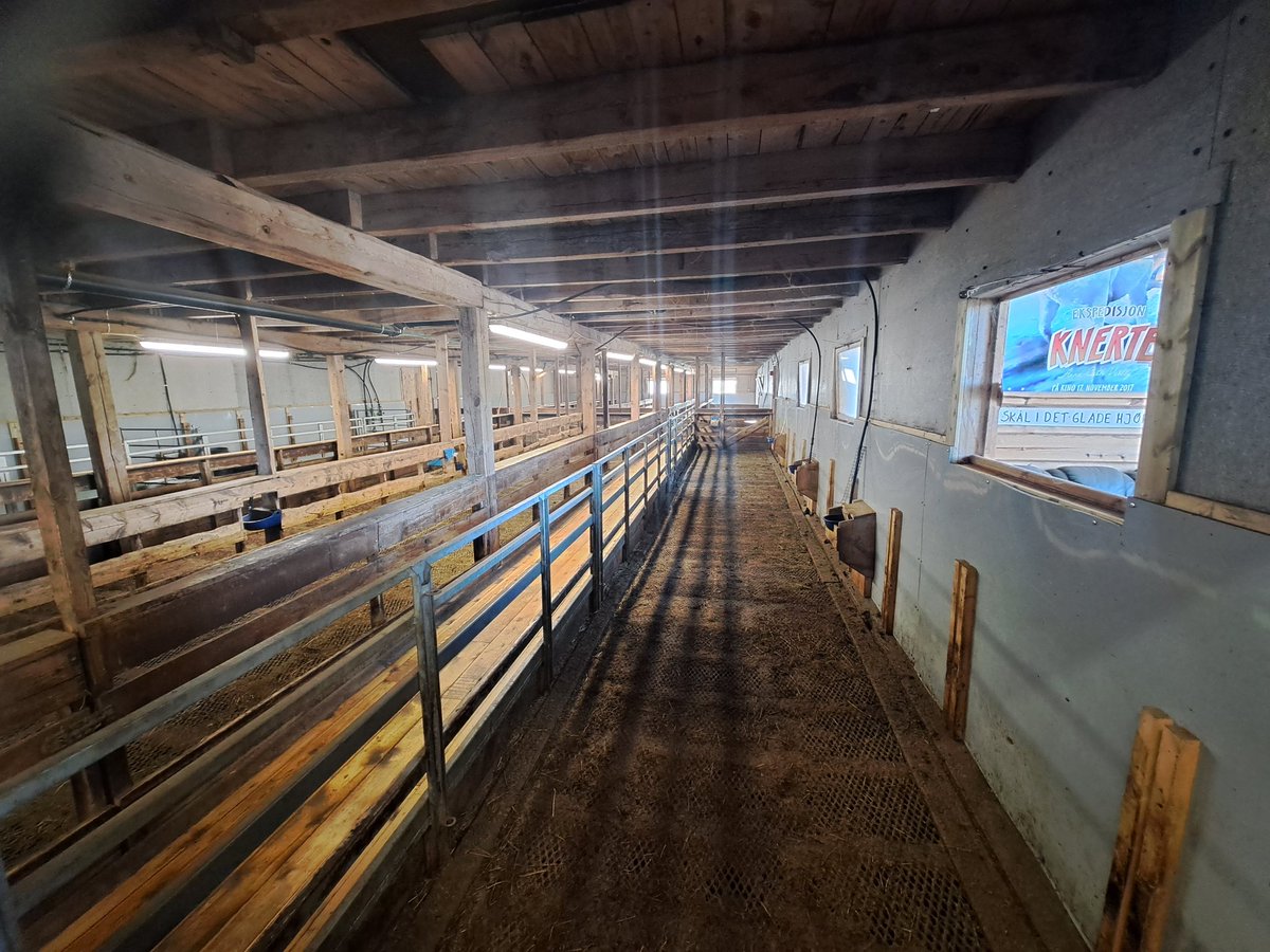 AdvisoryBlyth's tweet photo. Great first visit of the day in Norway. 250 ewes are housed for 7 months due to snow a year here. #SMARTNorway. @SRUC @MoredunComms. #sheep365 #sheeptec https://t.co/mVWdDXhszy