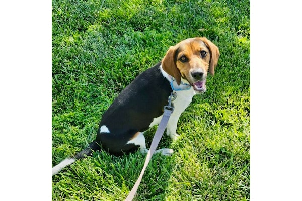 DPSRescue's tweet photo. Meet Tempest πΆπ, a playful 7-month-old Beagle surrendered to our rescue. This energetic pup loves walks, toys, and cuddles. She's ready for an active owner who can provide the adventure-filled life she craves ππΎπΆ
https://t.co/Yr0rlH0Wtp
#AdoptTempest #DPSRescue #Rescuedogs https://t.co/UCc5JYtYPu