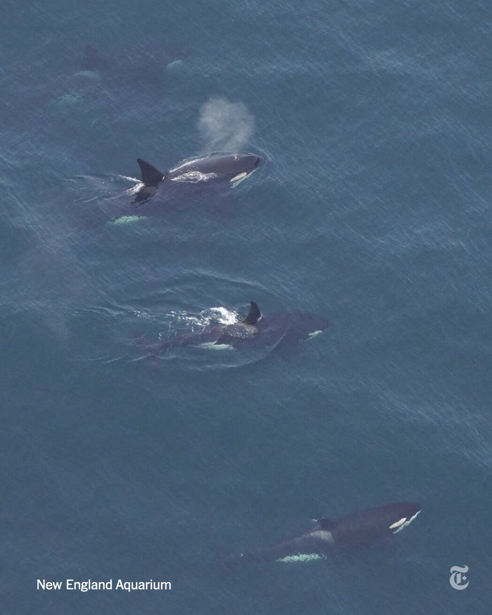 nytimes's tweet photo. New England Aquarium scientists captured the rare sight of four killer whales in the waters south of Nantucket on Sunday. What made it even more remarkable was that it was the second time that day that a killer whale was spotted off the New England coast. https://t.co/VqNOBFoham https://t.co/gsBpKngOVc