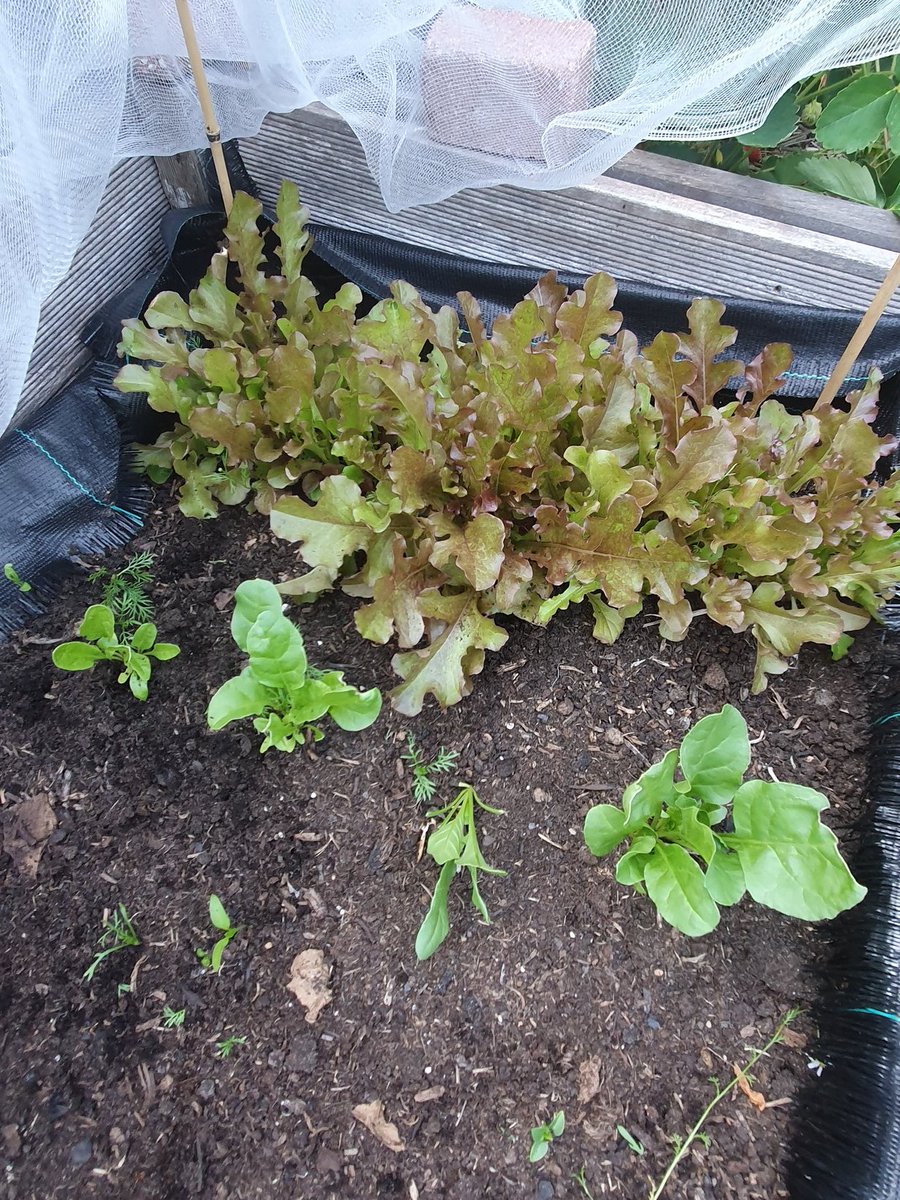 marcodej's tweet photo. Prima eerste oogst. En meer onderweg. #minimoestuin https://t.co/fonylW3FBH