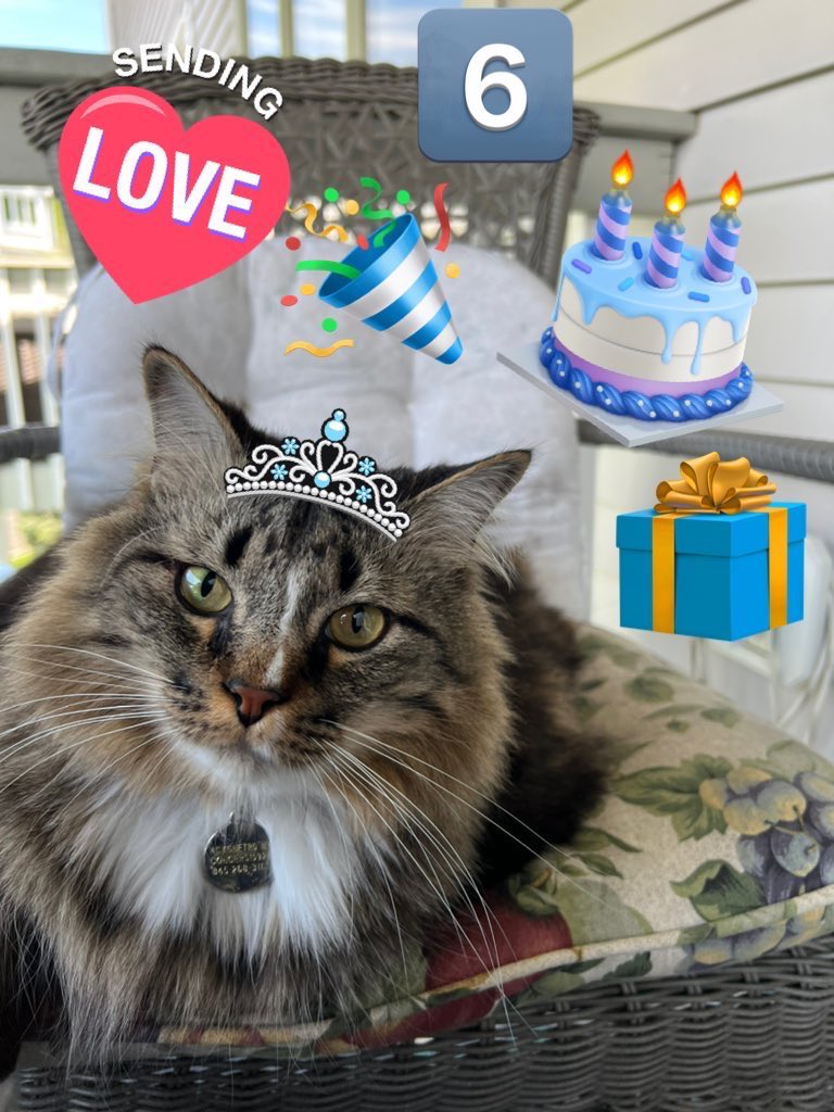 Happy Birthday to my baby Isabella who turns 6 today. I loved you since I first saw you. You are my angel & your brofurs adore you. Love you precious girl 🦁❤️❤️❤️❤️🥰🐈‍⬛🐱