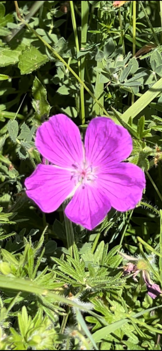 Bee Orchid, Pyramidal Orchid, Bird’s-foot Trefoil and Bloody crane’s-bill, on a coastal walk today.