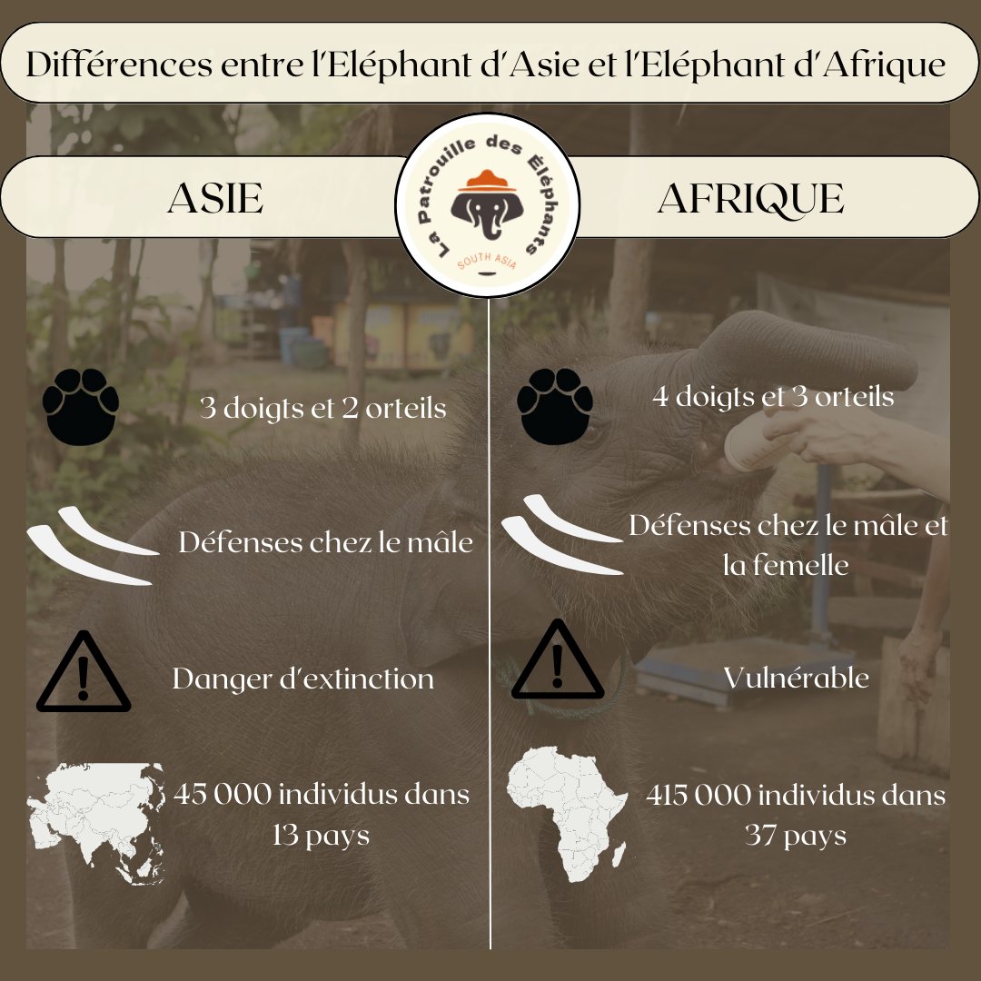 Connaissez vous certaines différences entre les éléphants d'Asie et les éléphants d'Afrique ? 😍

#afrique #asie #elephants #babyelephant #wildlife