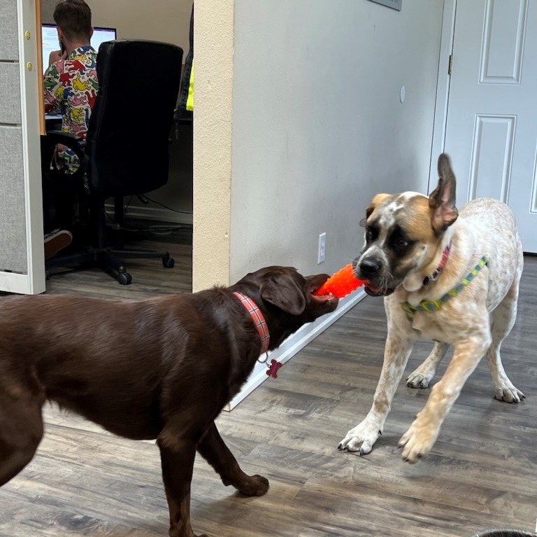 Happy Thursday form your #BuildingDoctors! We're hard at work taking care of your buildings, but our #OfficeDogs have a different idea on how to spend the day.