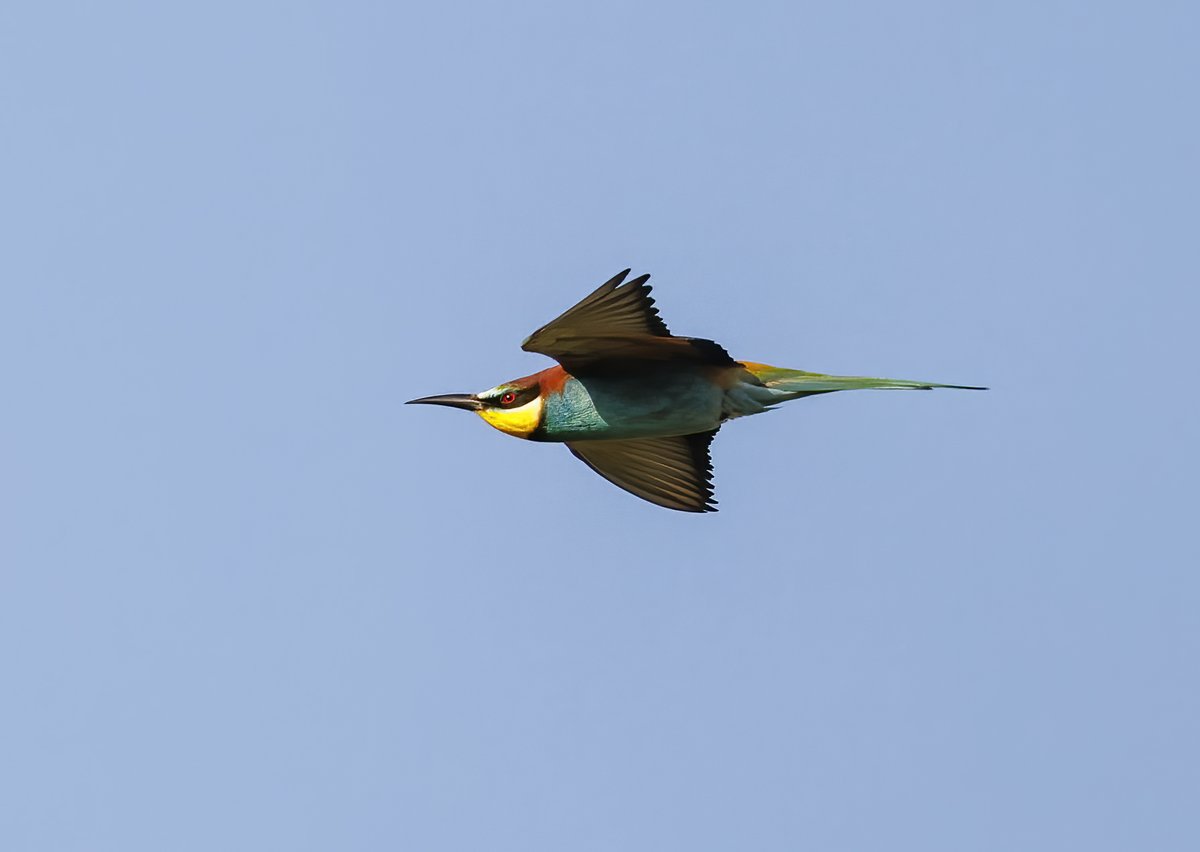 Bee-eaters streaking across the skies of Norfolk? 😮

What a beautiful sight 😍

It's exciting to hear they've back at the same nesting site for a second year running, too 🪺

Thanks to Mike Edgecombe for this great shot 📸

#Springwatch @BBCSpringwatch