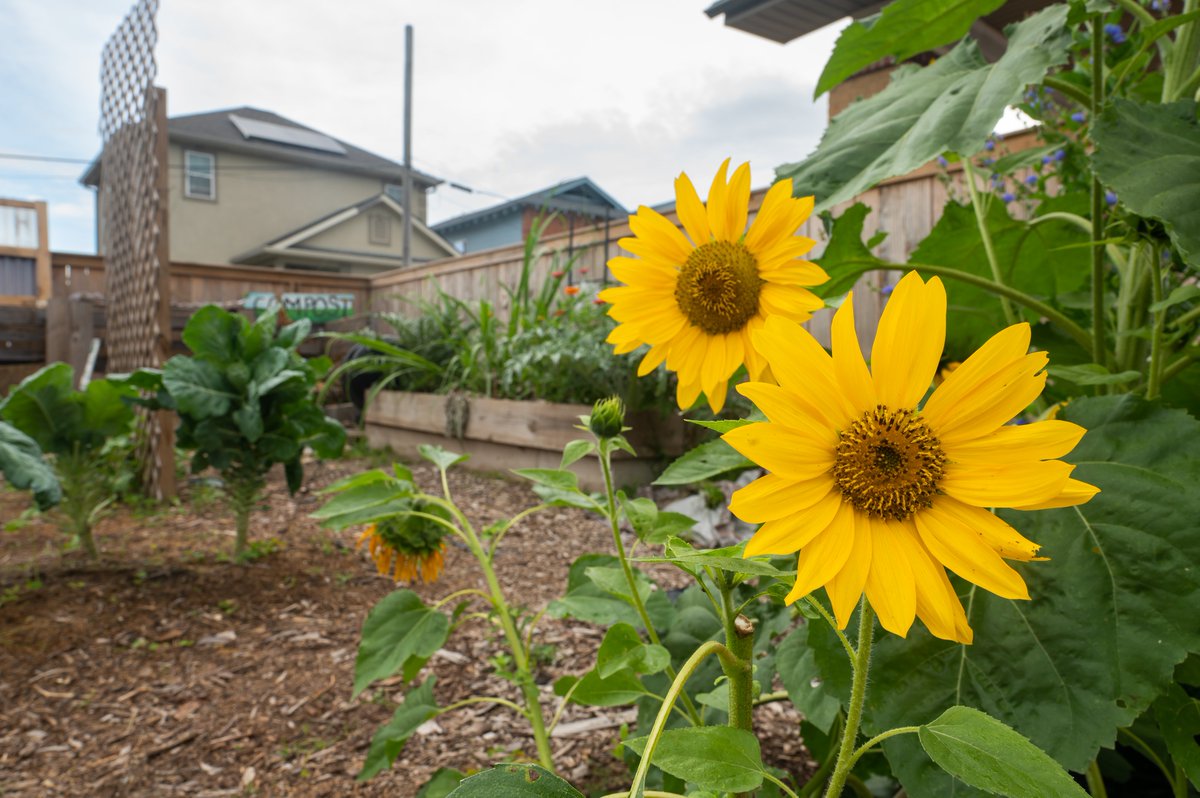 Urban agriculture is revolutionizing the way we grow food. Cooperative Extension programs help scale up inner-city small farms, community and school gardens, and backyard and rooftop horticulture in communities throughout the U.S. agisamerica.org/urban-agricult…

📸 courtesy <a href="/USDA_NIFA/">NIFA</a>