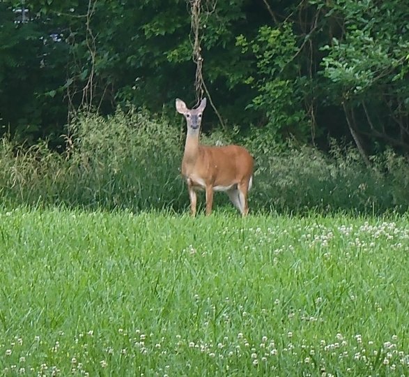 Land mowed, fruit trees blooming, ground hogs, turkeys, and deer enjoying the day. 

Today is a good day 🇺🇲🇺🇲🇺🇲