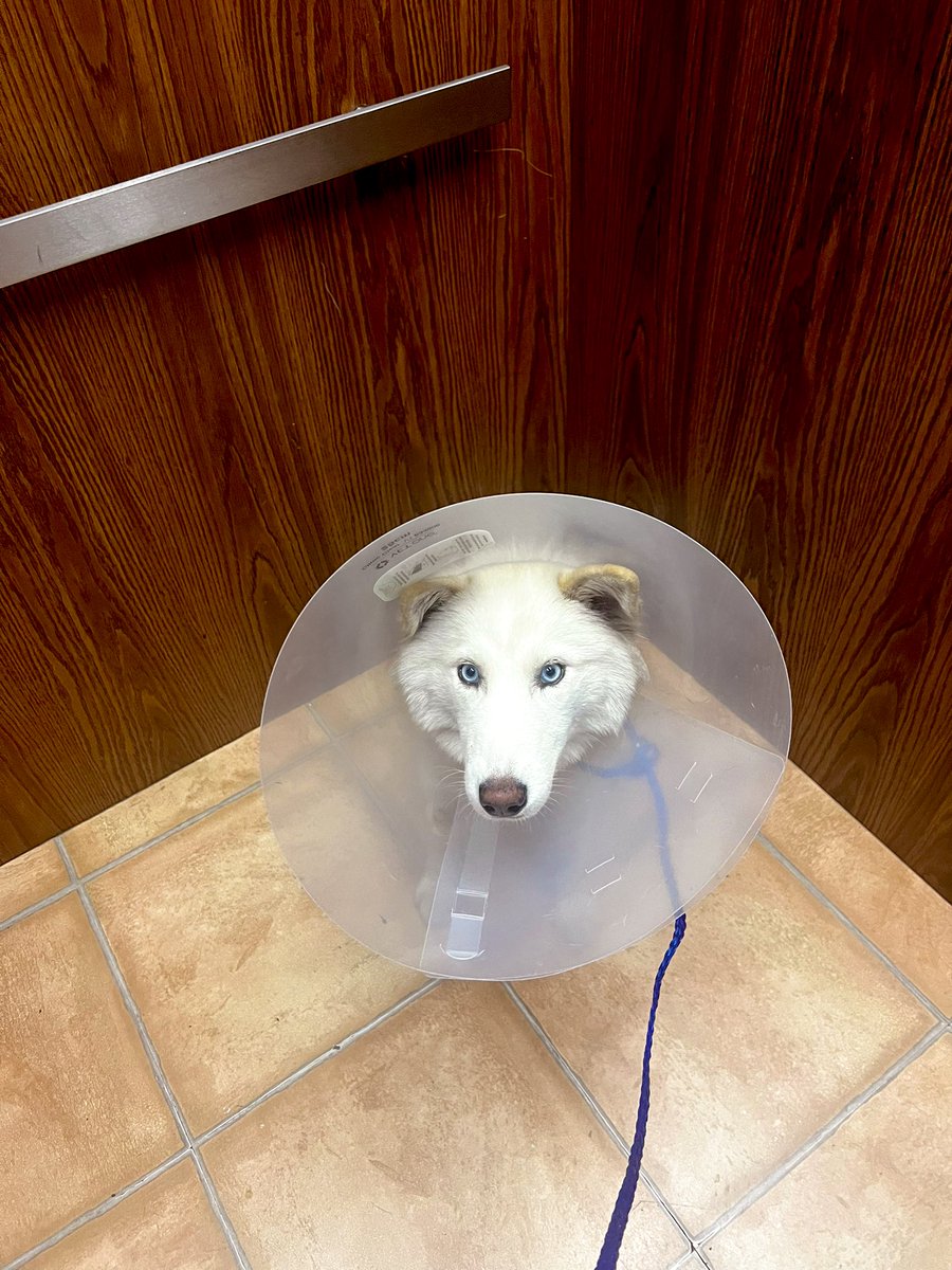 Alita is in the cone of shame for the next 2 weeks... anyone got tips to help her feel better after getting spayed? 🥺🤍