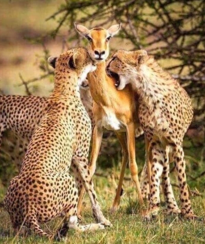 This photo won the best photo of the decade award and sent the photographer into depression. Cheetahs chased a mother fawn and her 2 fawns (fawns), the mother could have easily outrun the cheetahs but instead volunteered for the cheetahs so her offspring could escape to safety.