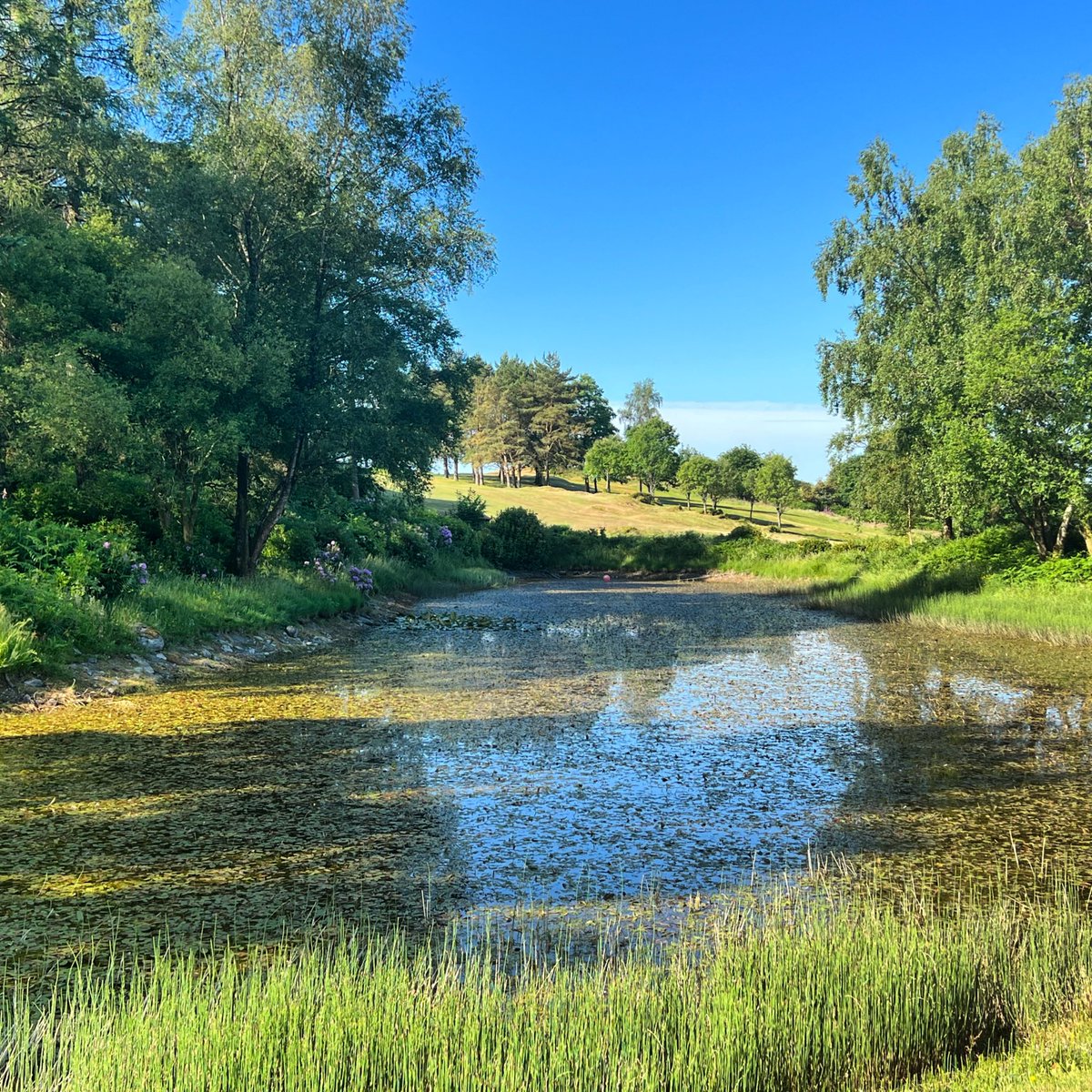 WindermereGolf's tweet photo. Did you know❓
The pond to the left of the 6th hole is the natural and only source of water for irrigation to the golf course!
With up to 50 cubic metres applied daily and only 2mm of rain in 36 days, it’s safe to say water levels have dropped! 💦
#rainplease #golfagronomy https://t.co/Vte9KMXZ3X
