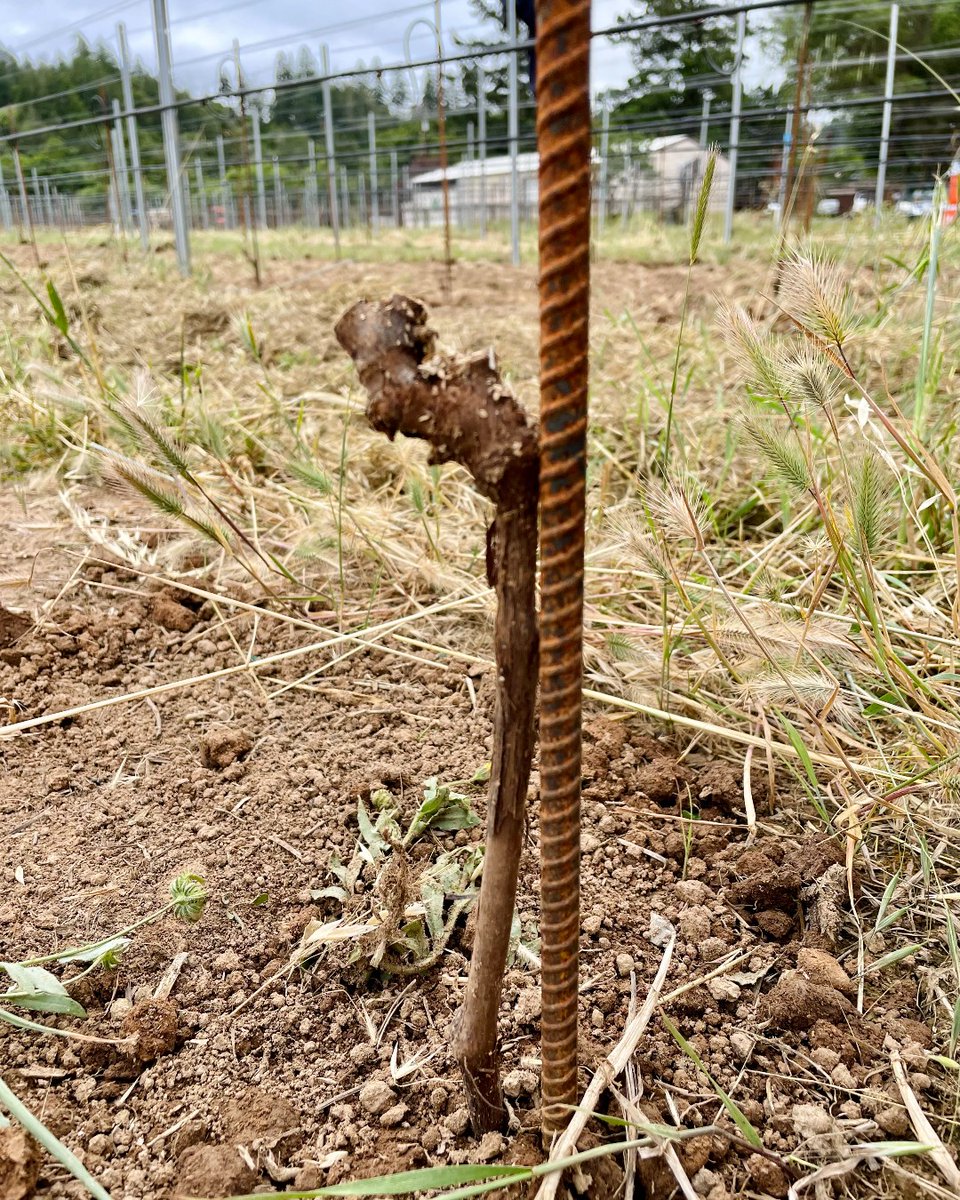 New plantings at our Gowan Creek Vineyard! These new plantings will start to produce fruit that make into our wines in 4-5 years.