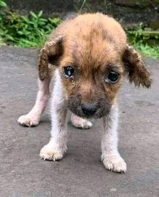 My MOM SAID I AM BEAUTIFUL 
THEN WHY I HAVE BEEN IGNORED 
NO INE LIKE ME .
#dogs #dogsoftwitter #Doglovers_26 #Dogsarefamily #DogsOnTwitter #dogsarelove #DOGS100 #puppies