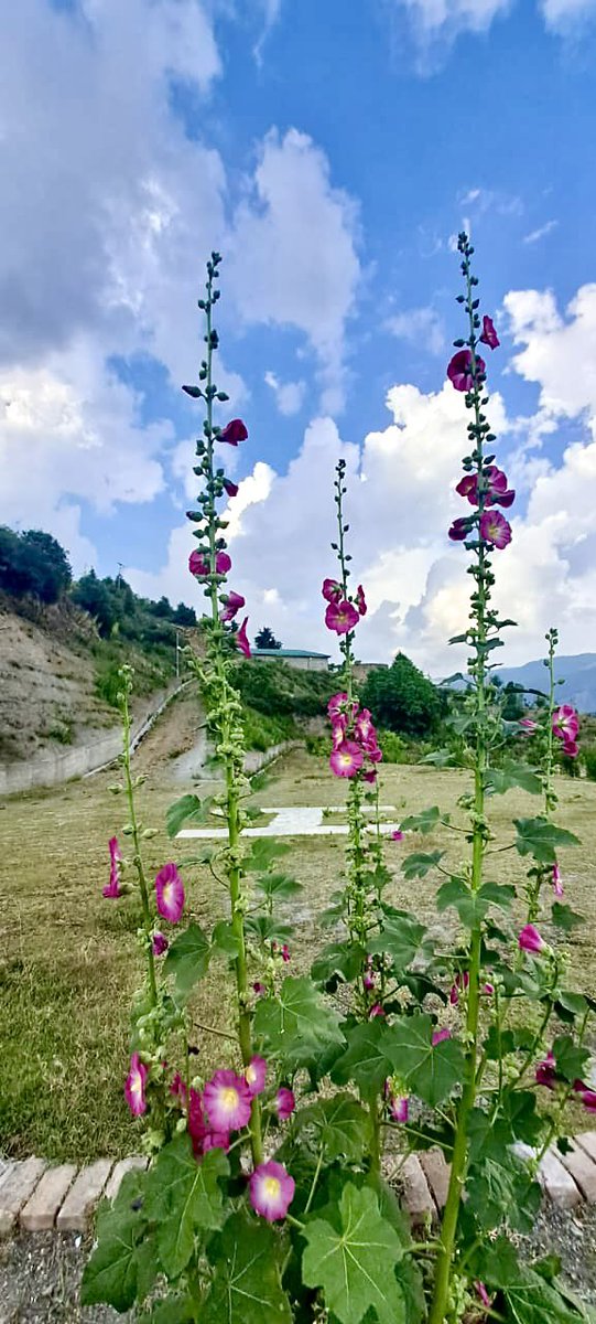 Maha_shah_'s tweet image. Suhana mosam 🌧️☔️⛈️ 
#upperdir