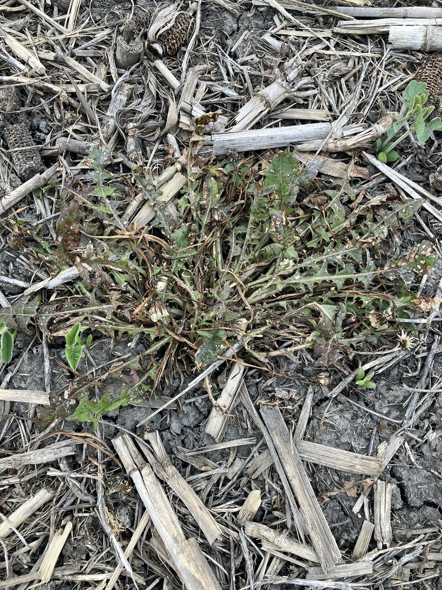 Chris Robson CCA-ON (@chrisrobson11) on Twitter photo Gotta love the additional control on dandelions when you add Classic to the tank. Never disappoints especially when they get big. <a href="/CortevaCA/">Corteva Canada</a> Gotta love the additional control on dandelions when you add Classic to the tank. Never disappoints especially when they get big. <a href="/CortevaCA/">Corteva Canada</a>