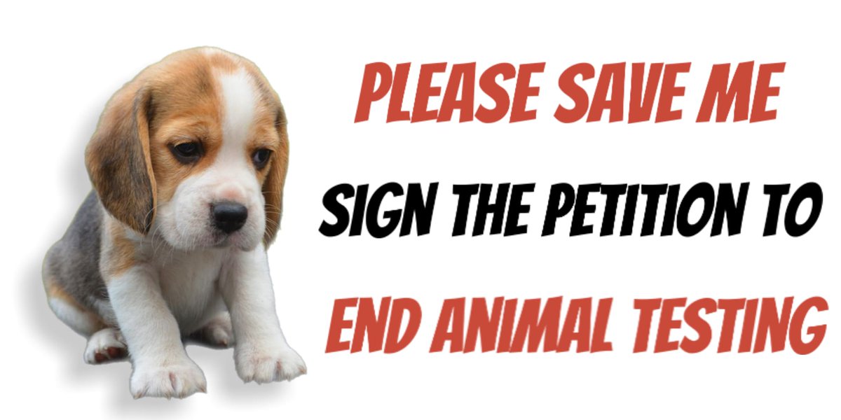 The Camp Beagle (@thecampbeagle_) on Twitter photo Please like retweet <a href="/ChrisGPackham/">Chris Packham</a> post <a href="/domdyer70/">dominic dyer</a> @AndrewLacs @willyoung <a href="/RealGaryWebster/">Gary Webster</a> <a href="/CarolRoyle2/">Carol Royle</a> <a href="/turnerwebster/">Wendy Turner Webster 🐾</a> <a href="/scarlettbeagle/">Scarlett, Beagle Ambassador and Heroine</a> <a href="/DeborahMeaden/">Deborah Meaden 🇺🇦</a> <a href="/beaglefreedom/">Beagle Freedom Project</a> Please like retweet <a href="/ChrisGPackham/">Chris Packham</a> post <a href="/domdyer70/">dominic dyer</a> @AndrewLacs @willyoung <a href="/RealGaryWebster/">Gary Webster</a> <a href="/CarolRoyle2/">Carol Royle</a> <a href="/turnerwebster/">Wendy Turner Webster 🐾</a> <a href="/scarlettbeagle/">Scarlett, Beagle Ambassador and Heroine</a> <a href="/DeborahMeaden/">Deborah Meaden 🇺🇦</a> <a href="/beaglefreedom/">Beagle Freedom Project</a>