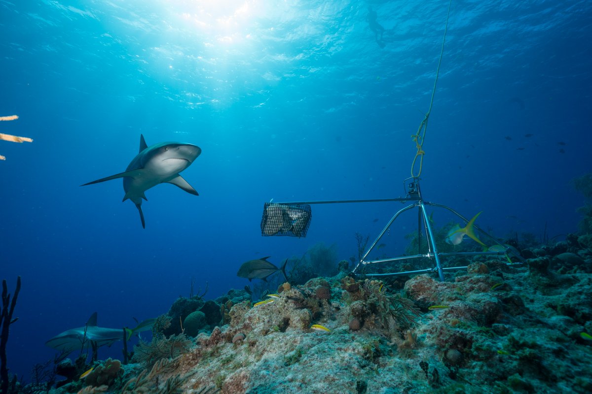 NEW #sharkscience from the @globalfinprint team. Widespread diversity deficits of coral reef sharks and rays. 
science.org/doi/10.1126/sc…
@ScienceMagazine 
@PGAFamilyFdn @jcu @FIU @aims_gov_au @MoteMarineLab @DalhousieU @CurtinUni @IMASUTAS @ElasmoSociety @OceaniaSharks
