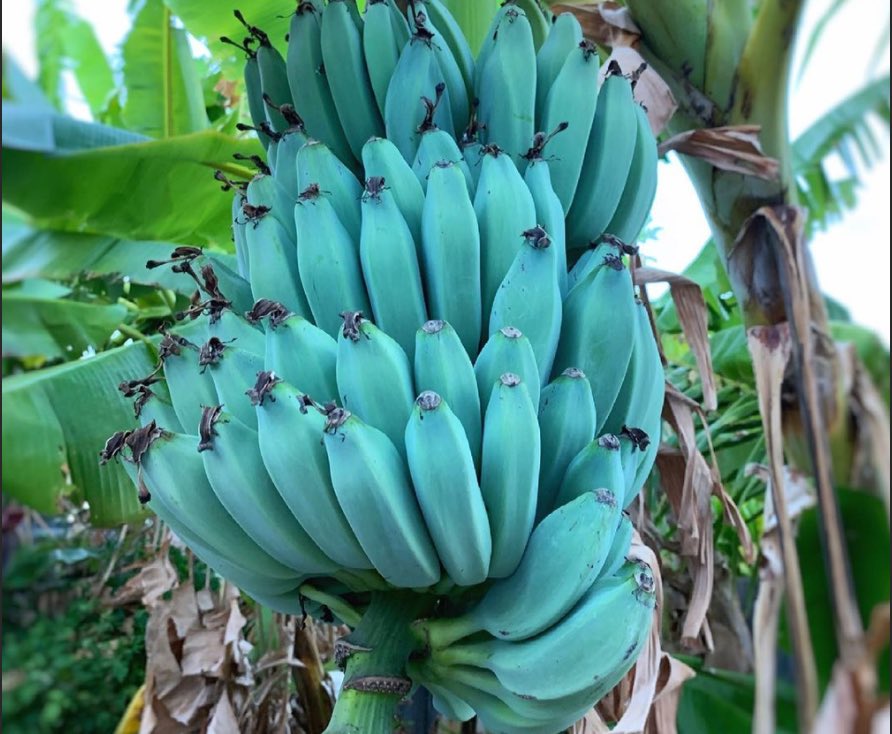 keebbly's tweet photo. Help waarom bestaan er opeens blauwe bananen kalmeer https://t.co/Monbi3cJ0V