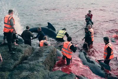 choquei's tweet photo. 🚨MUNDO: Pescadores matam mais de 500 golfinhos em retomada de caça controversa nas Ilhas Faroe, na Dinamarca. Prática é considerada tradição na região. https://t.co/UnS6yX1I2V