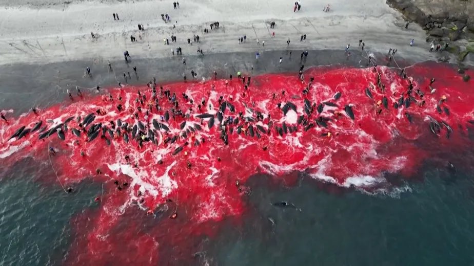 choquei's tweet photo. 🚨MUNDO: Pescadores matam mais de 500 golfinhos em retomada de caça controversa nas Ilhas Faroe, na Dinamarca. Prática é considerada tradição na região. https://t.co/UnS6yX1I2V