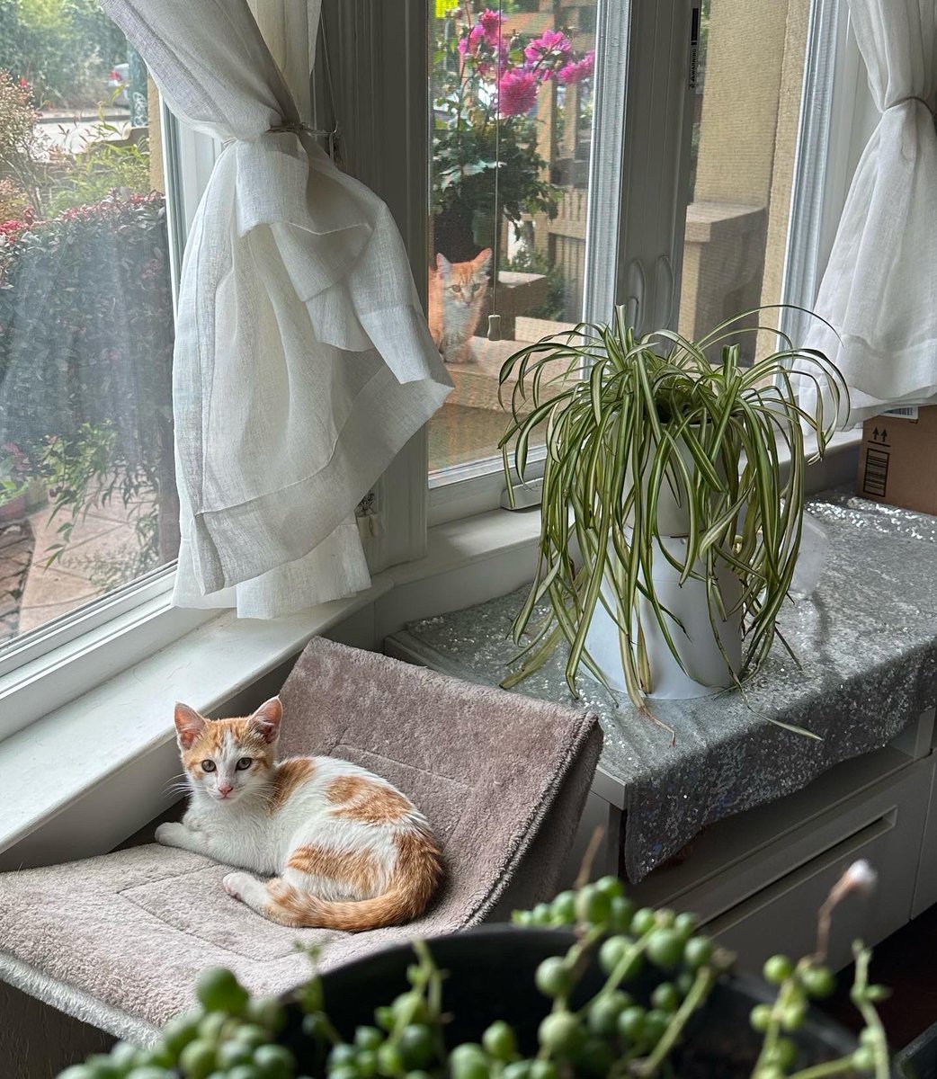 Dr. Lauren Schurmeier tweet media